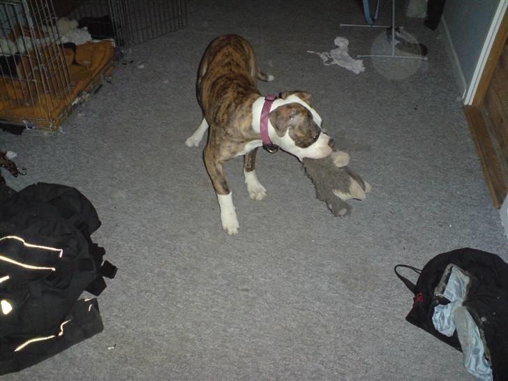 Amerikansk bulldog Pink. R.I.P 27/7-09 - Lille pølse med sit ynglings legetøj. Hendes kanin sutsko... billede 3