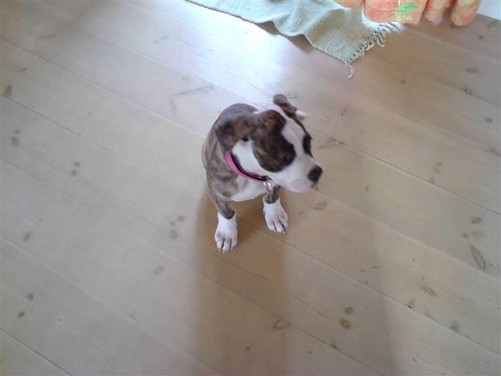 Amerikansk bulldog Pink. R.I.P 27/7-09 billede 4