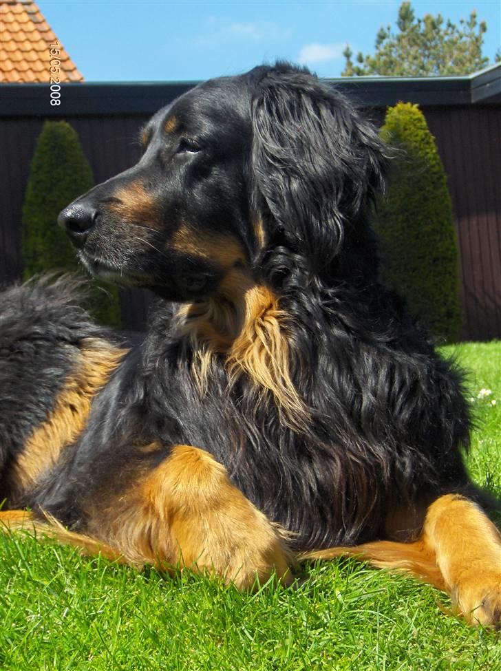 Hovawart Menia - nårh mussi  billede 6