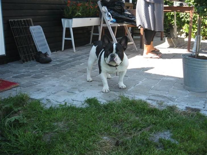 Fransk bulldog Snolder - Med mor i kolonihaven... vores hjem i sommer halvåret... YES.... billede 6