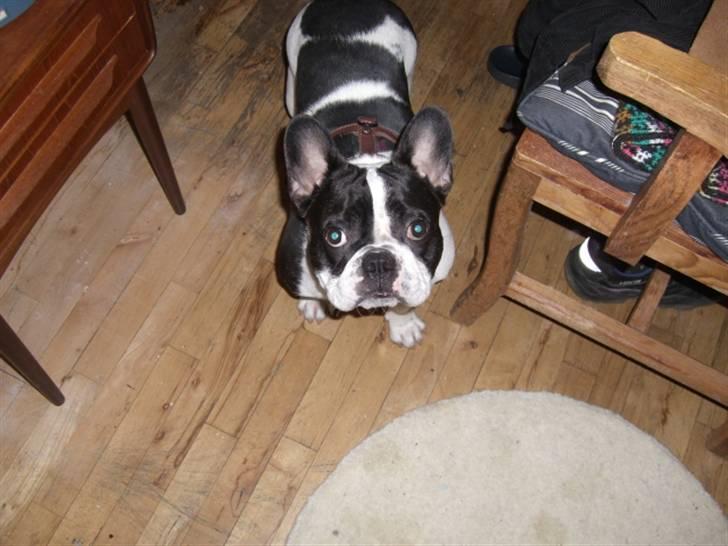 Fransk bulldog Snolder billede 7