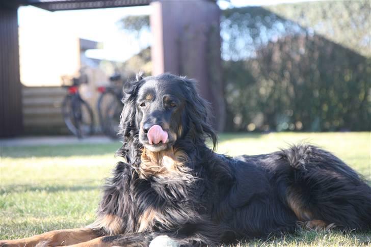 Hovawart Menia -  menia hygger sig ude i haven ..  billede 7