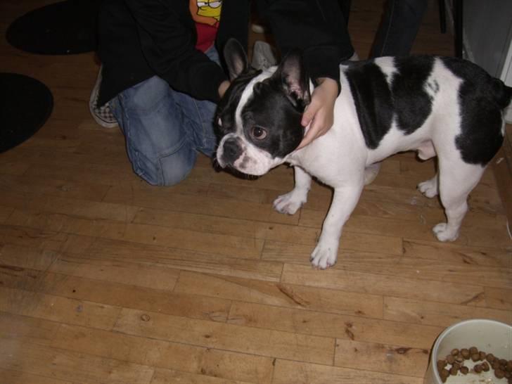 Fransk bulldog Snolder - WATCH AND LEARN - vis et ynkeligt fjæs og du blir fluks nusset :-) billede 8
