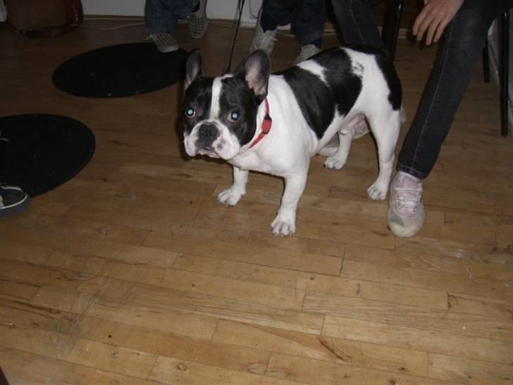Fransk bulldog Snolder billede 9