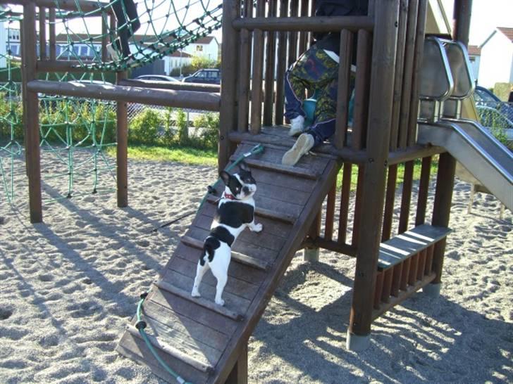 Fransk bulldog Snolder - Se mig, se mig, se mig, det er min tur om lidt :-) billede 10