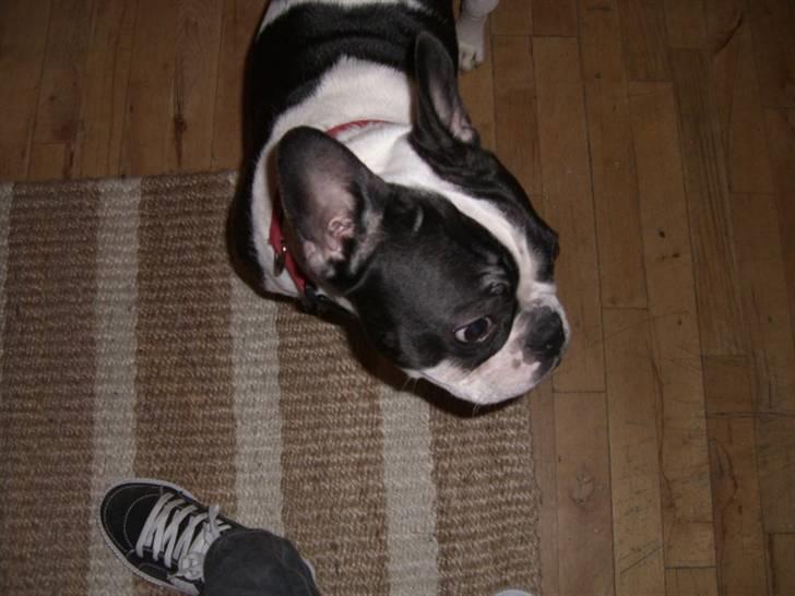 Fransk bulldog Snolder billede 11