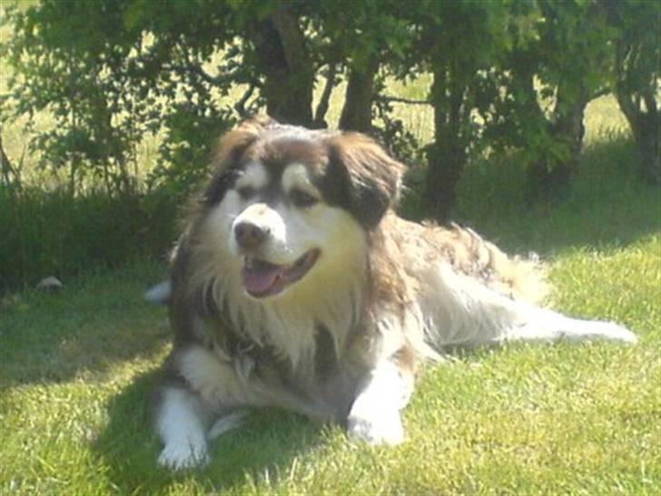 Blanding af racer Wizard - fra sidste sommmer billede 1