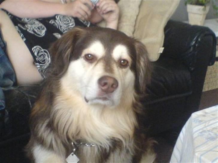 Blanding af racer Wizard - ser lidt eftertænksom ud billede 2