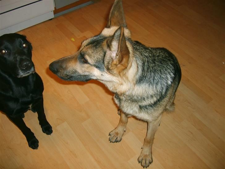 Schæferhund sille billede 15