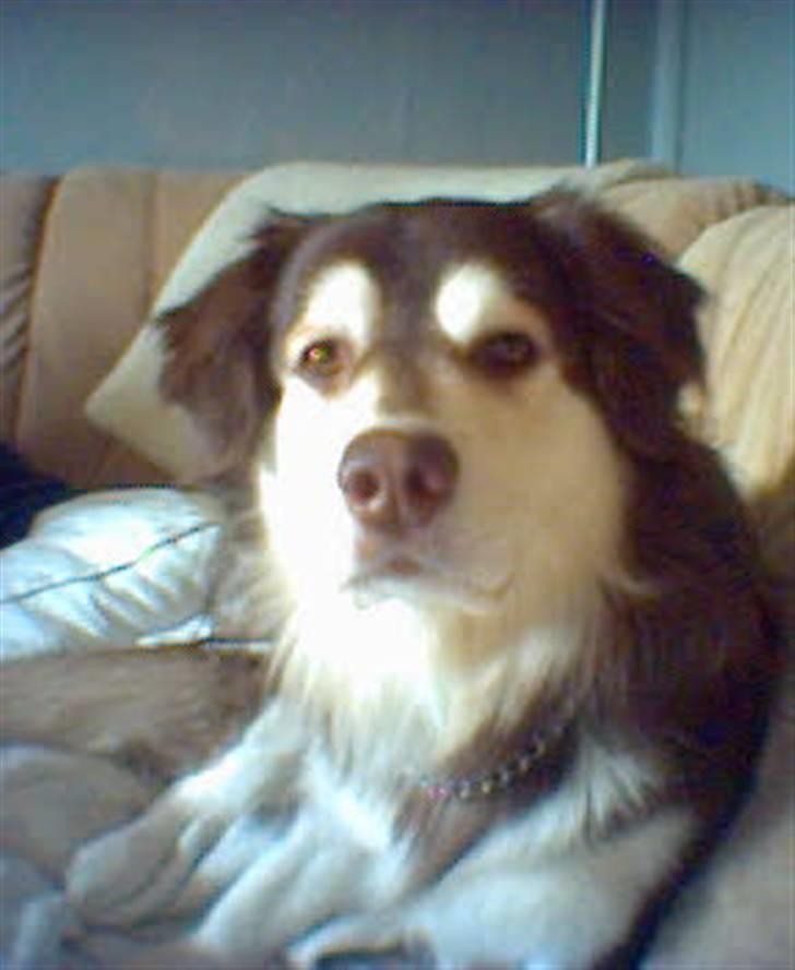 Blanding af racer Wizard - fotogen er man vel altid gg billede 3