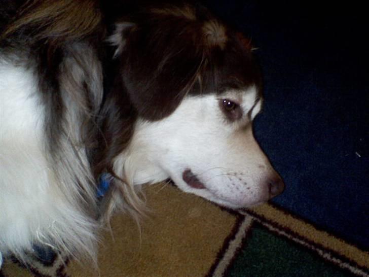 Blanding af racer Wizard - er lidt træt.. billede 4