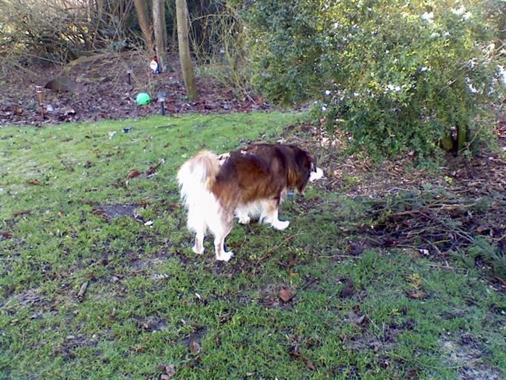 Blanding af racer Wizard - spændende træer her i haven gg billede 5