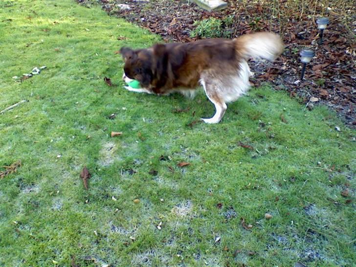 Blanding af racer Wizard - ondulere lige en bold  billede 6