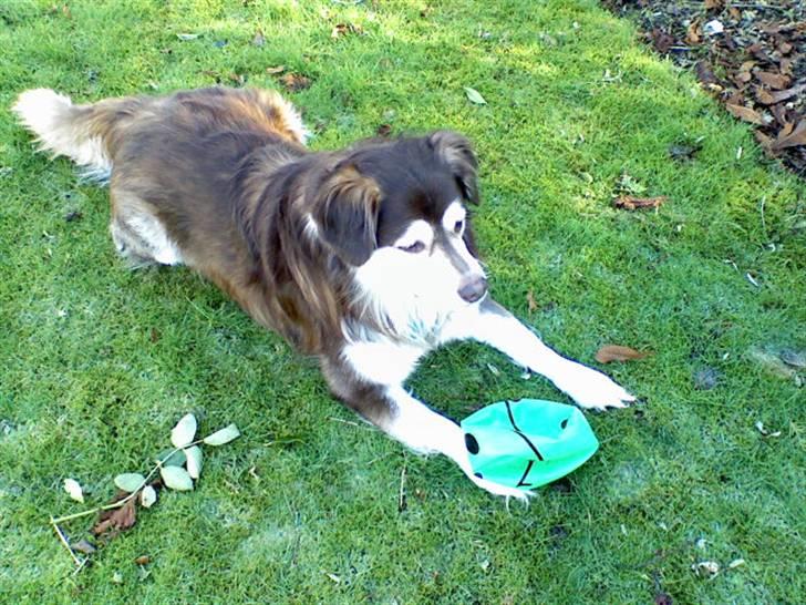 Blanding af racer Wizard - har fanget den... slemme bold billede 7