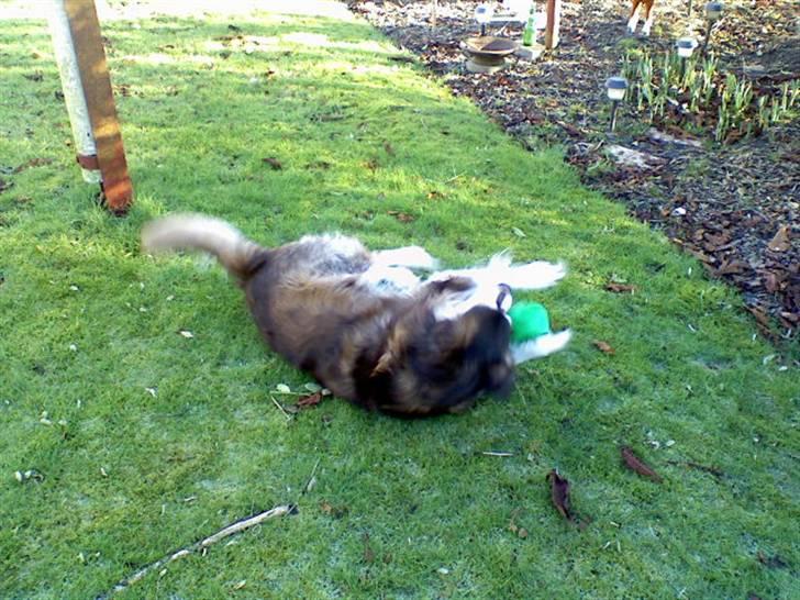 Blanding af racer Wizard - så ruller vi  billede 8