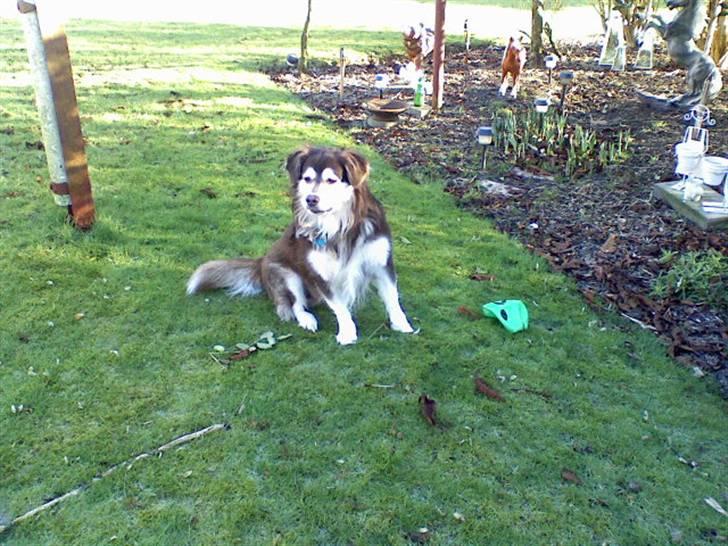 Blanding af racer Wizard - høre en lyd.... hvem der.. billede 9