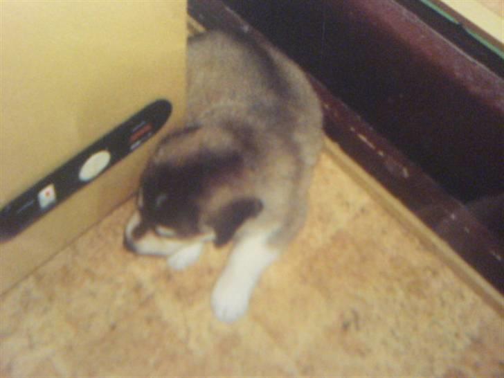 Blanding af racer Wizard - her er jeg så 3 uger billede 10