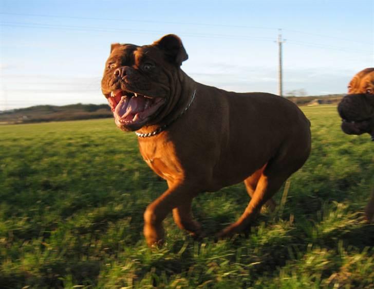 Dogue de bordeaux Clio - Yipiiiiiiiiiii!!!! billede 9