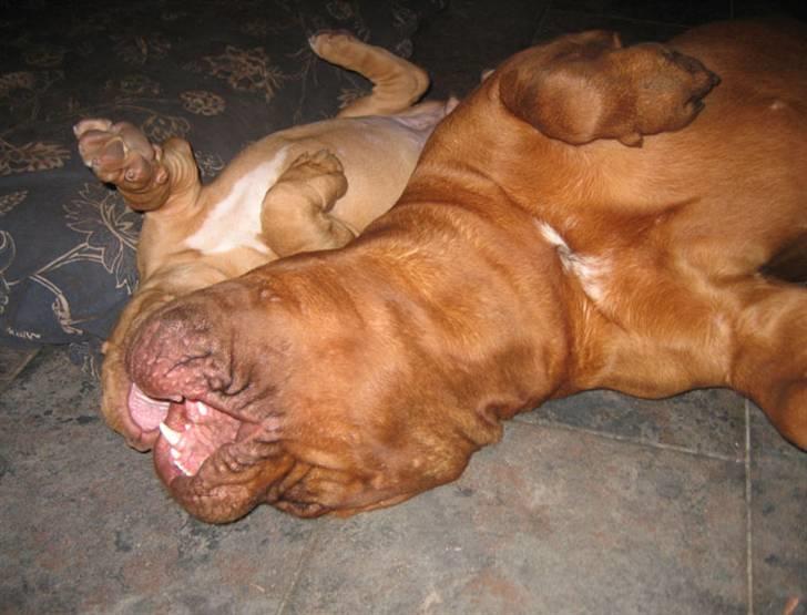 Dogue de bordeaux Clio - Clio leger med 9 uger gamle J´adore. billede 11