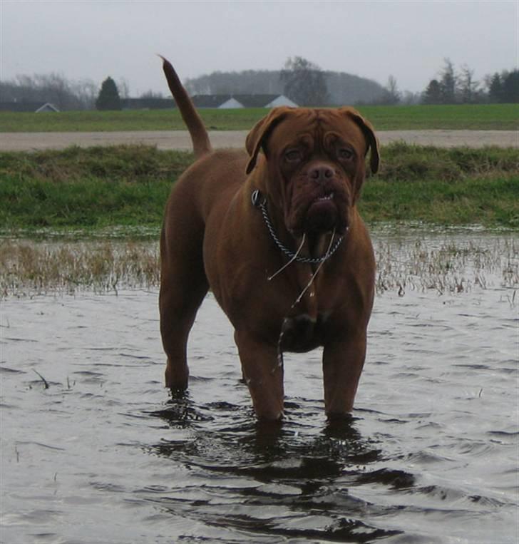 Dogue de bordeaux Calypso billede 11