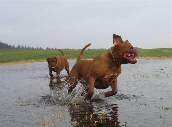 Dogue de bordeaux Calypso billede 12