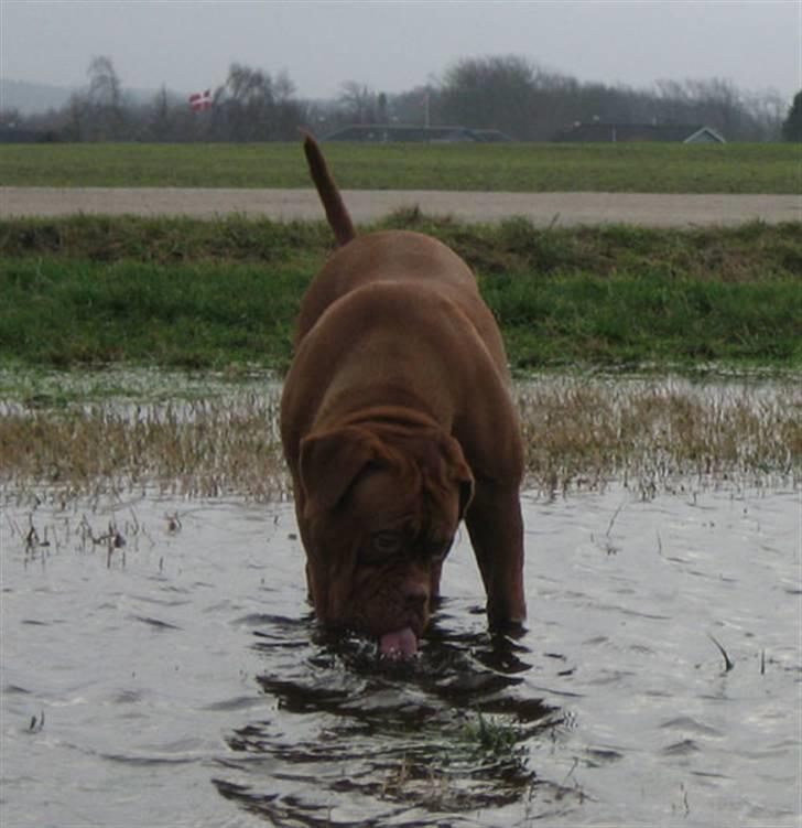 Dogue de bordeaux Calypso billede 13