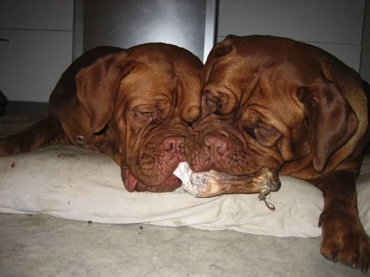Dogue de bordeaux Calypso billede 15
