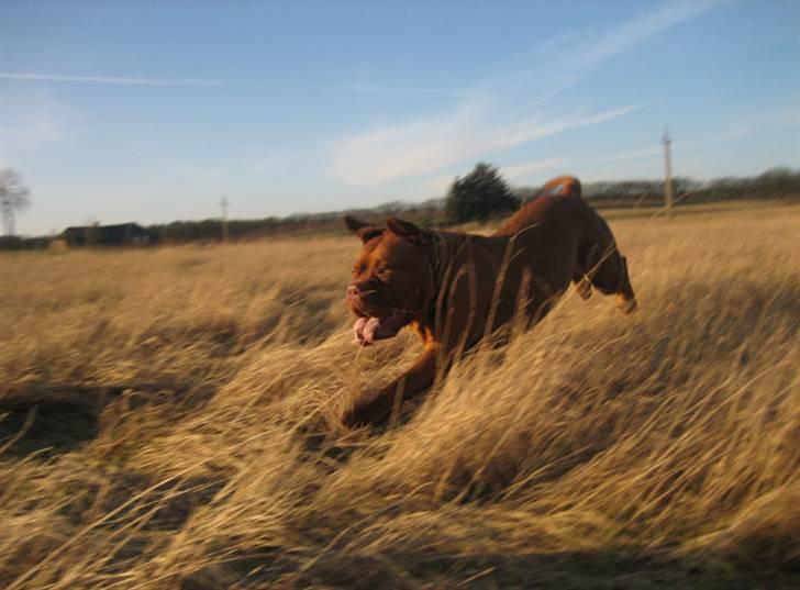 Dogue de bordeaux Calypso billede 16