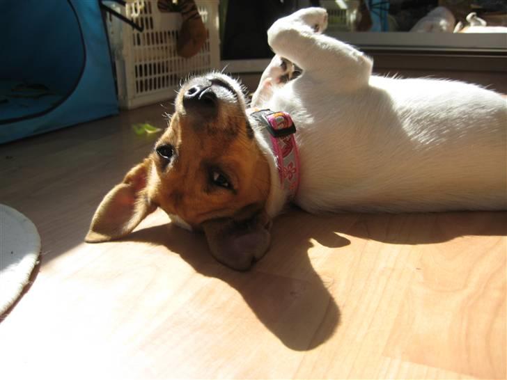 Jack russell terrier Chilli - så stooor billede 1