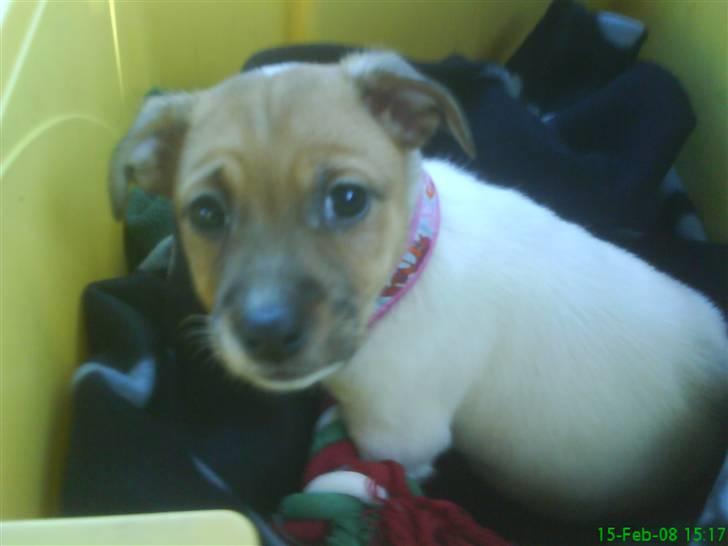 Jack russell terrier Chilli - hvad? billede 3