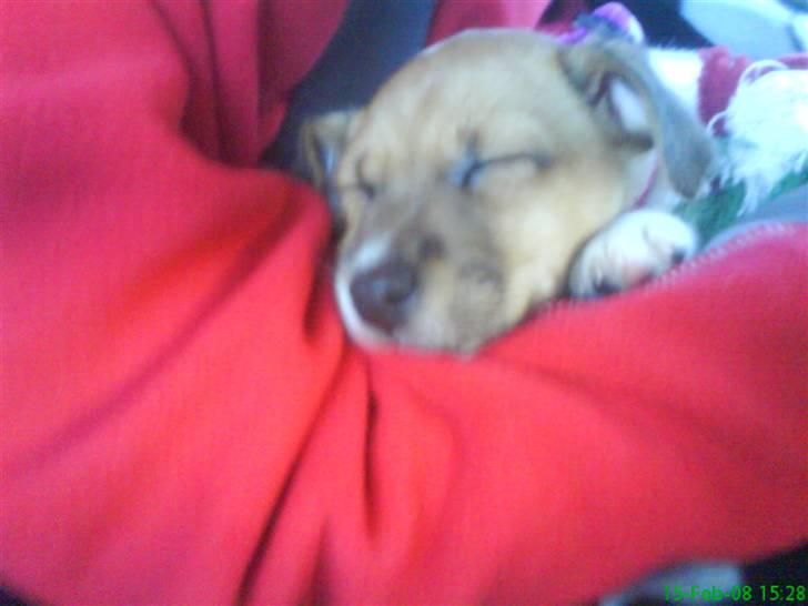 Jack russell terrier Chilli - Suk.. billede 4