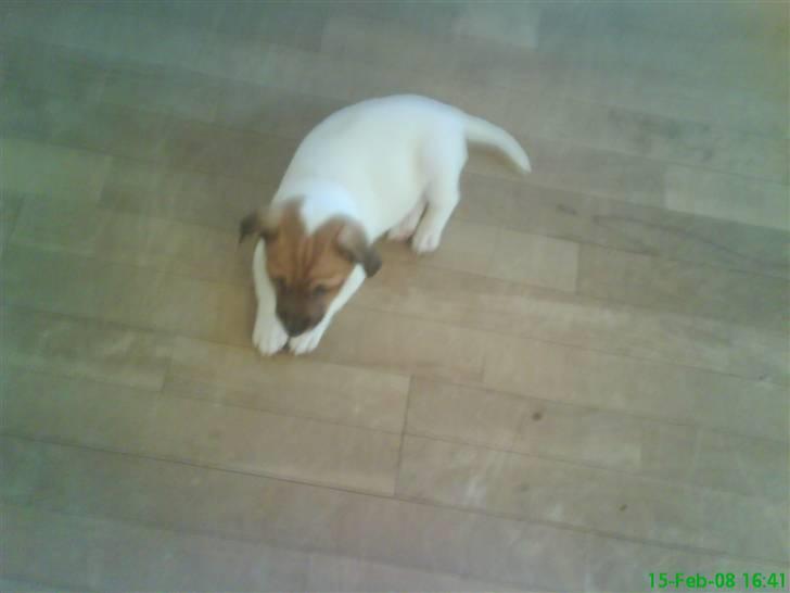 Jack russell terrier Chilli - Muuums! MAD! billede 5