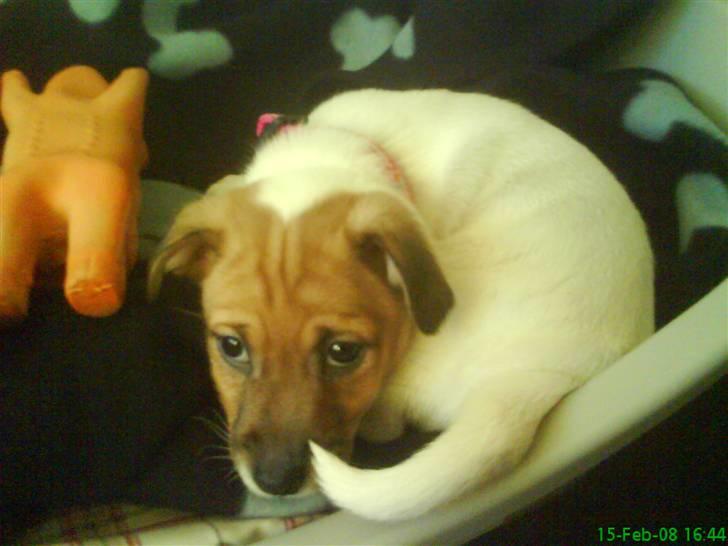 Jack russell terrier Chilli - Jeg er sååå træt! billede 6