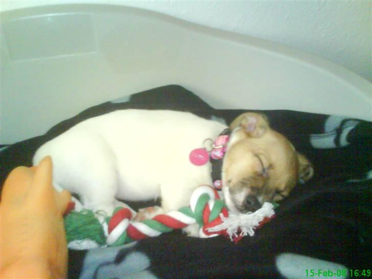 Jack russell terrier Chilli - endelig fik jeg ro! billede 7