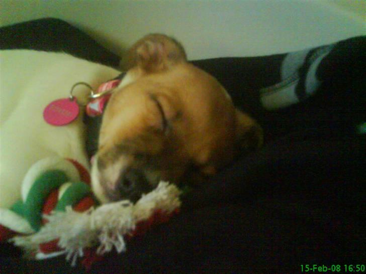 Jack russell terrier Chilli - Livet er nu hårdt når man er 8uger, jeg lader lige op! billede 8