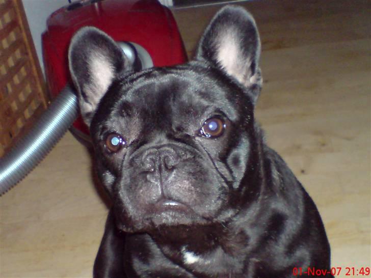 Fransk bulldog Skipper billede 13