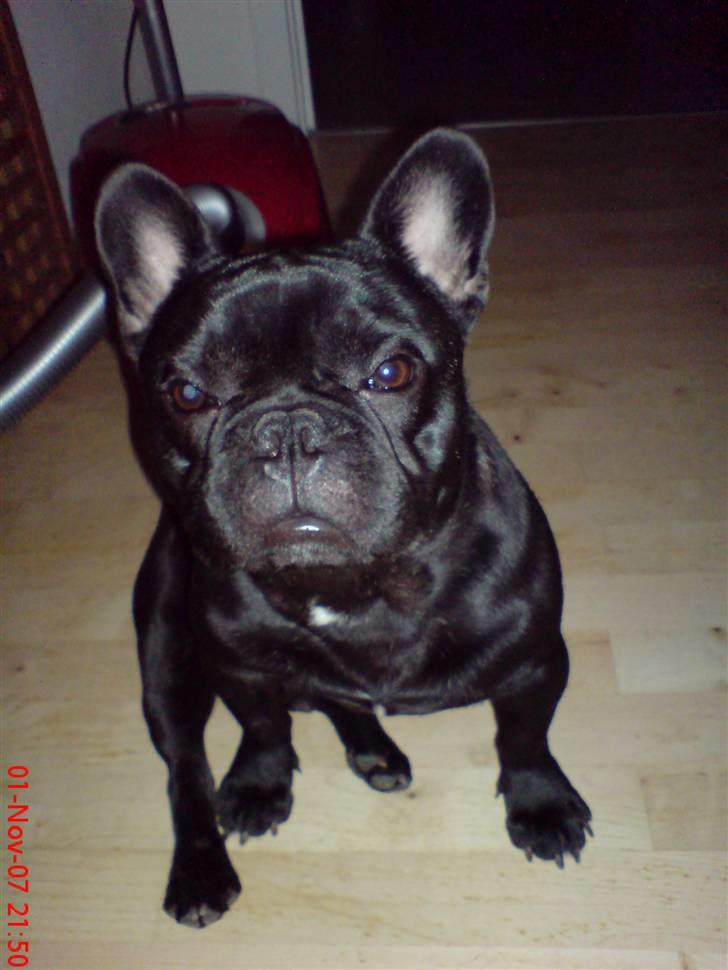 Fransk bulldog Skipper billede 14