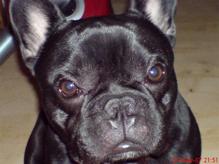 Fransk bulldog Skipper billede 15