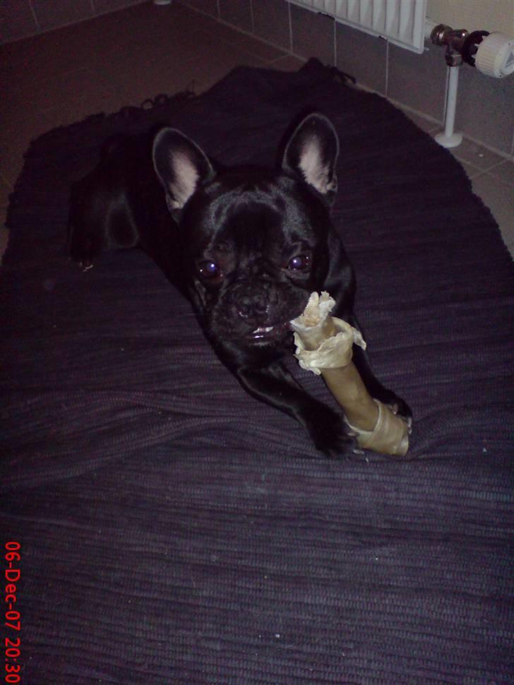 Fransk bulldog Skipper billede 16