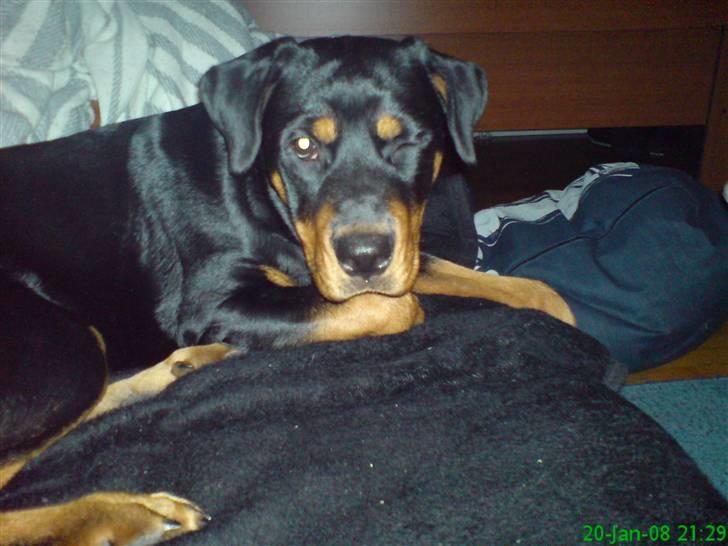 Rottweiler Maggi - Selvfølgelig kan jeg da blinke med det ene øje :p billede 11
