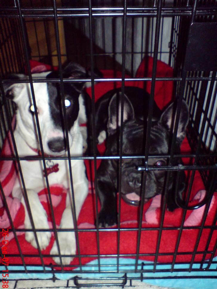 Fransk bulldog Skipper billede 17