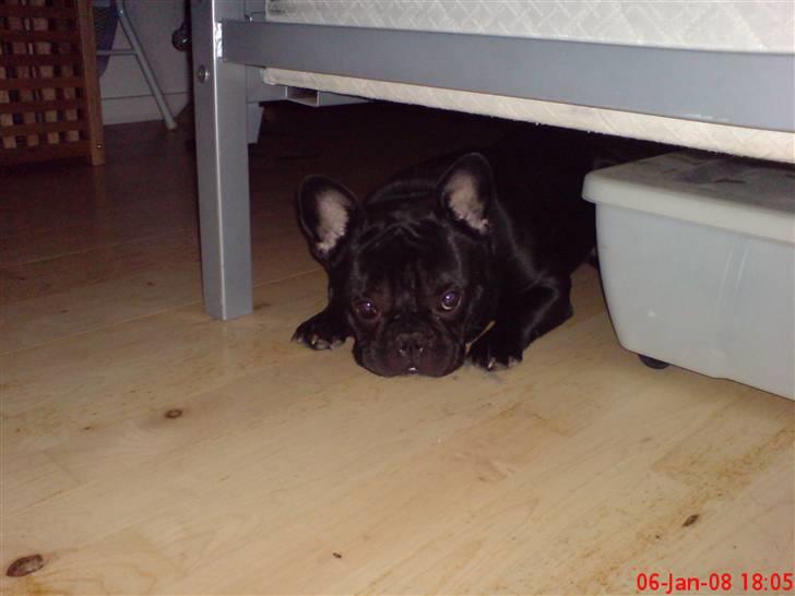 Fransk bulldog Skipper billede 18