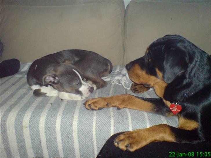 Rottweiler Maggi - Se det her er min veninde Sif, som ligger og sover billede 12