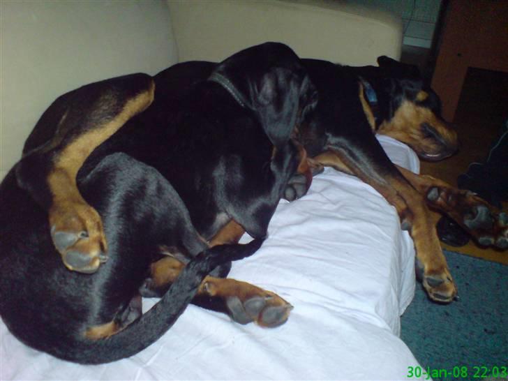 Rottweiler Maggi - Her ligger jeg og sover sammen med min ven Tyson billede 13