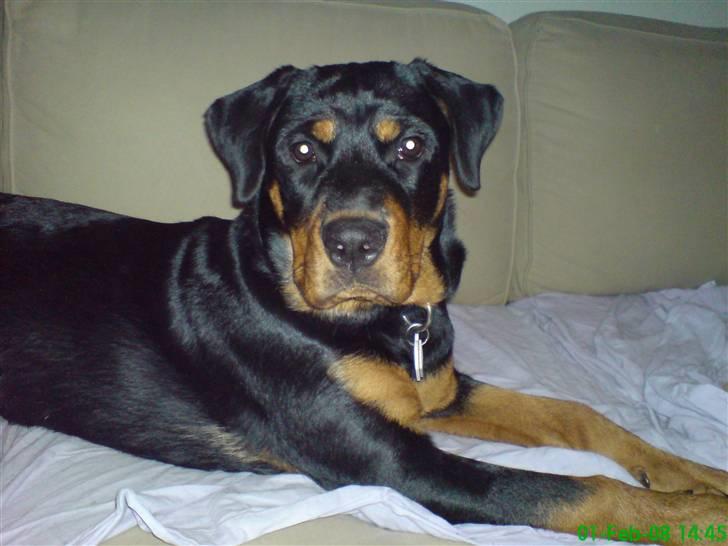 Rottweiler Maggi - Bare mig billede 14