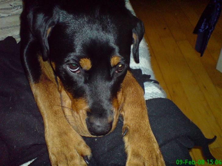 Rottweiler Maggi - Mooar.. kan du ikke se at jeg er lidt træt af alle de billeder? billede 15