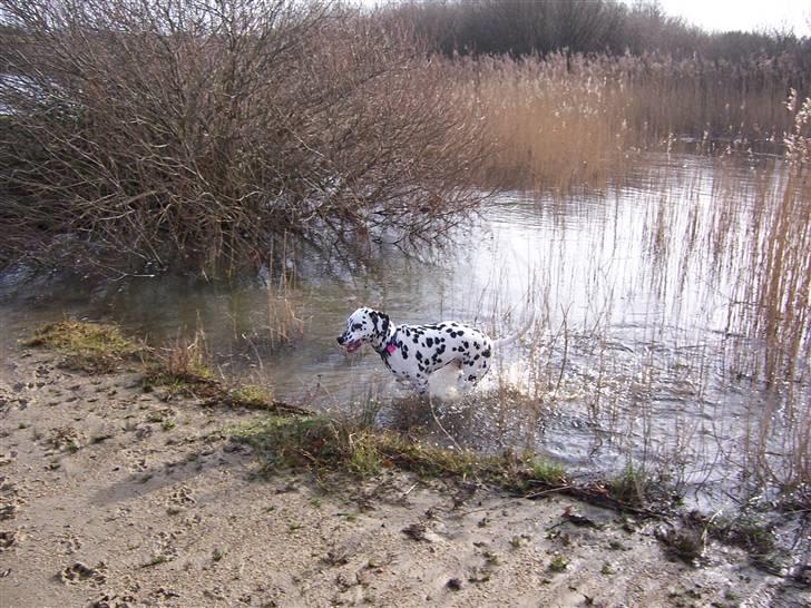 Dalmatiner Gaby - "Se jeg er blevet en rigtig vandhun" Gaby det gælder ikke, når man ikke svømmer... billede 14