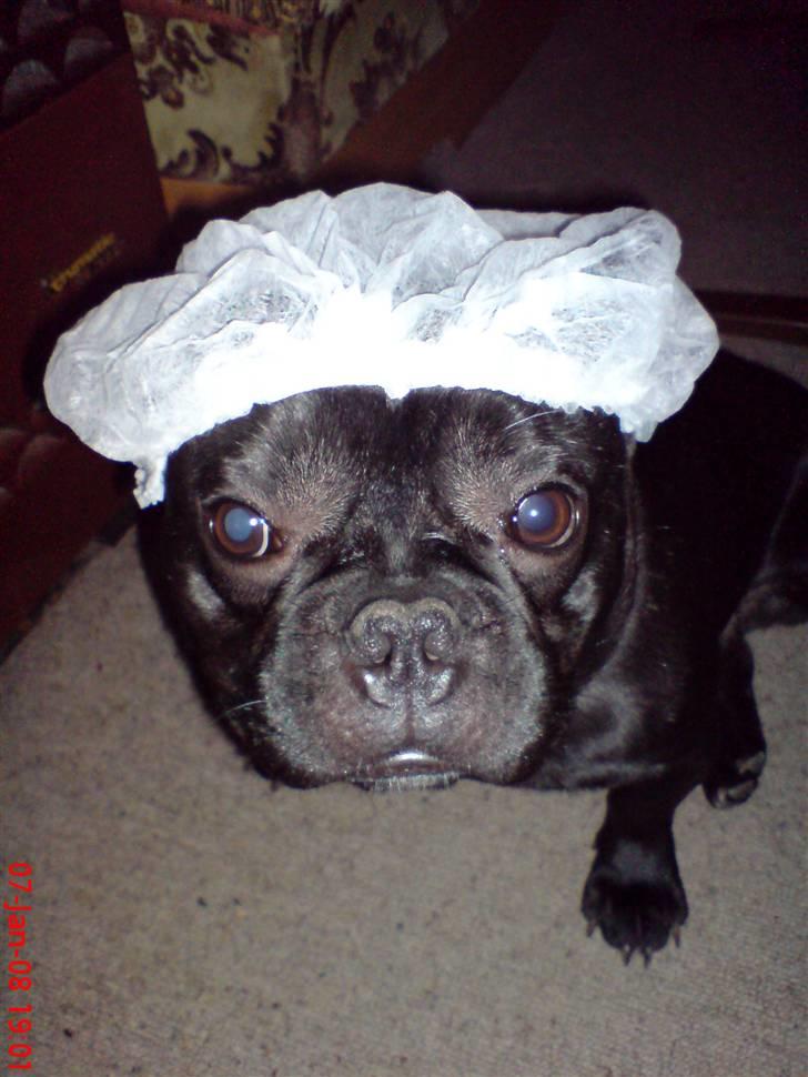 Fransk bulldog Skipper billede 19