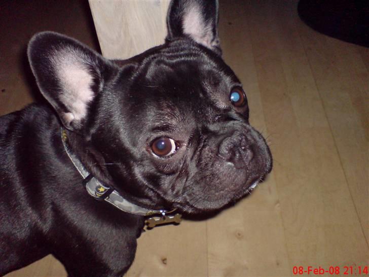 Fransk bulldog Skipper billede 20