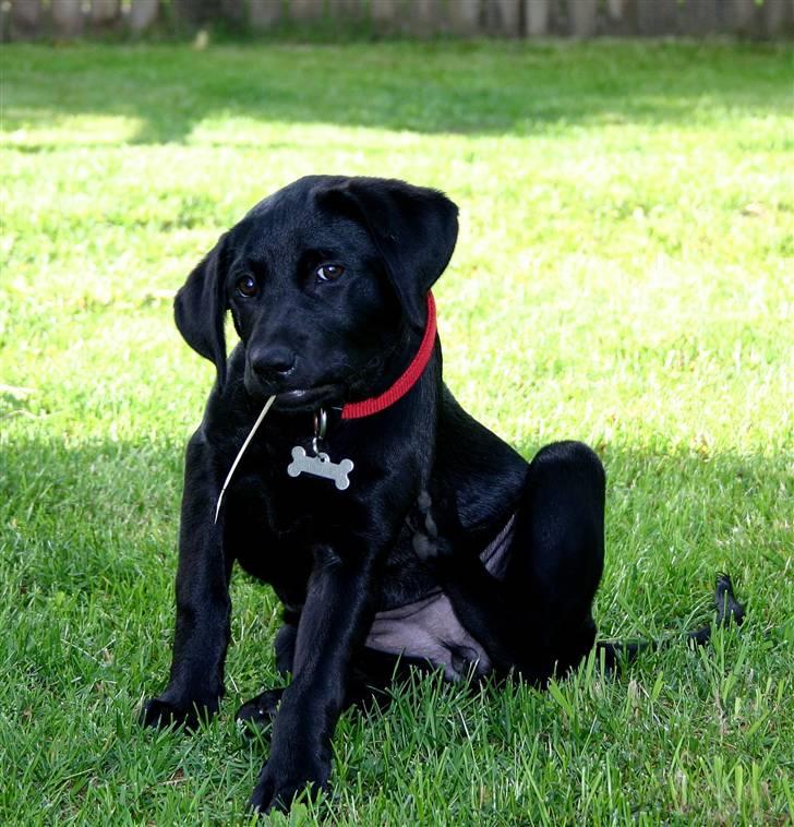 Labrador retriever Mollie - Var lige med ude og hjælpe i haven. billede 1
